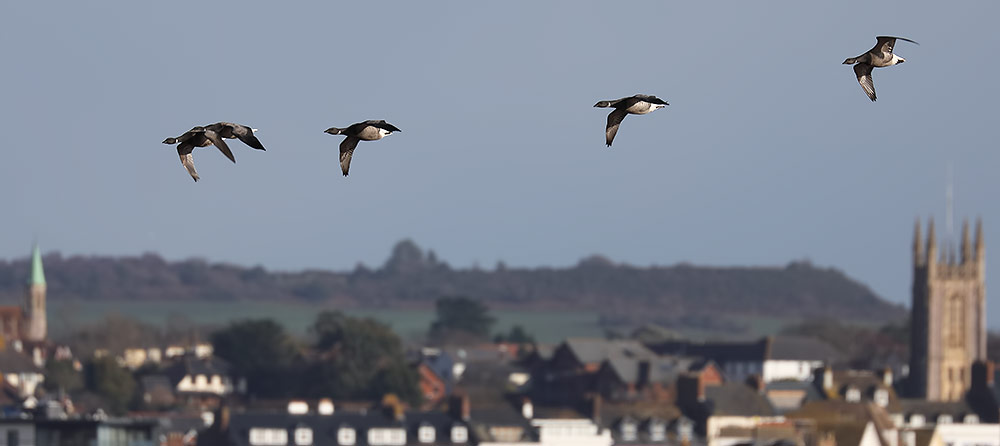 brent geese